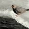 American Dipper riding a Wave