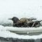 European Starling taking a bath in winter.