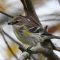 Yellow-rumped Warbler with insect meal.