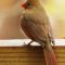 Female Cardinal on deck rail