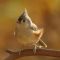 Tufted Titmouse in morning light