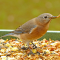 Female Eastern Bluebirds visit tray feeders