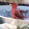 Summer Tanager bathing.
