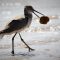 Willet with a Crab Dinner