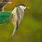 Carolina Chickadees at a clinging-bird feeder