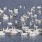 Thousands of Snow Geese at the Beach