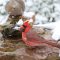 Northern Cardinal, Snowy Day