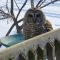 Barred Owl Bathing Beauty