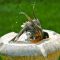 Acrobatic Robin taking dip