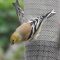 Winter American goldfinch