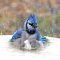 Blue Jay Bathing Beauty