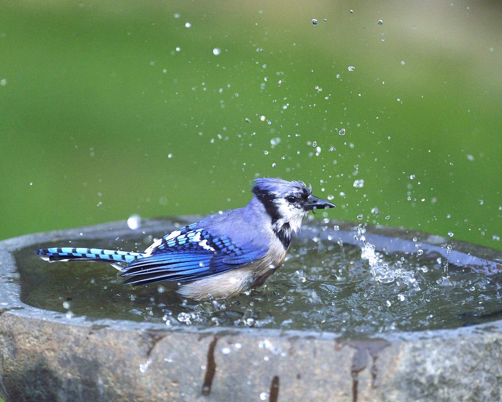 A Blue Jay Visits the Backyard Bird Bath