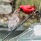 Cardinal feeding a cowbird