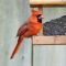 Male cardinal at a feeder.