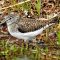 Wading Solitary Sandpiper
