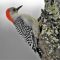 First Female Red-bellied Woodpecker Visiting