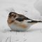 Flock Of Snow Buntings Visiting Daily
