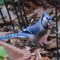 Blue Jays scratching for meal worms