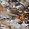 Carolina Wren is back again for the third fall