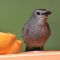 Catbird at the Oriole feeder