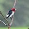 Red-Headed Woodpecker showering