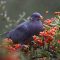 Band-tailed Pigeon with Pyracantha Berries