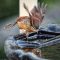 Carolina wren does a double take at its’ reflection!