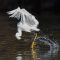Fly Fishing Egret