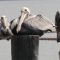 Lazy pelican