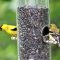 goldfinches at the feeder