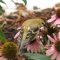 Goldfinch and Coneflowers