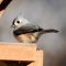 Tufted Titmice at the Feeder
