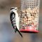 Downy Woodpecker at Peanut Feeder