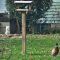 Ring necked Pheasant at Feeder