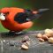 Hungry Scarlet Tanager
