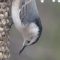 White-Breasted  Nuthatch