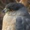 Cooper’s Hawk