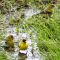 Goldfinches Bathing
