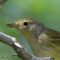 Yellow Warbler (juvenile)