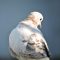 Leucistic Eurasian-collared Dove