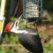 Beautiful Female Pileated Woodpecker