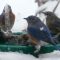 Eastern Bluebird family at first snow fall.