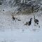 Turkeys In the Snow