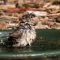Splashing Sparrow