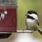 Black-capped Chickadee with sunflower seed