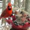 Northern Cardinal and House Finches on a Snowy Day