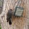 Northern Flicker (melanistic red shafted)