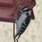 Downy Woodpecker – Female