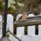 Rose-breasted grosbeak