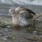 Immature Eurasian Collared-Dove Takes A Bath
